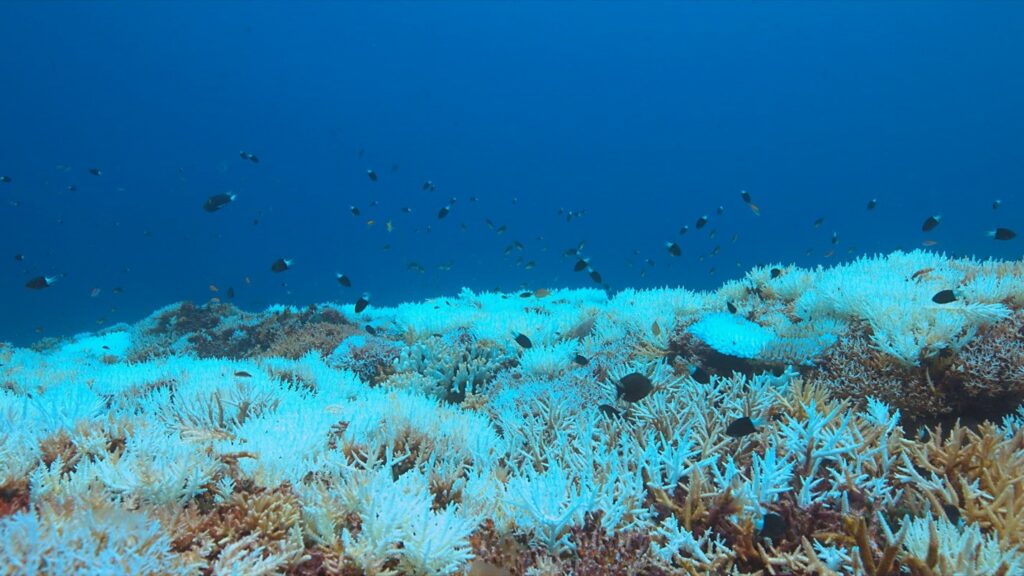 被白化的珊瑚礁