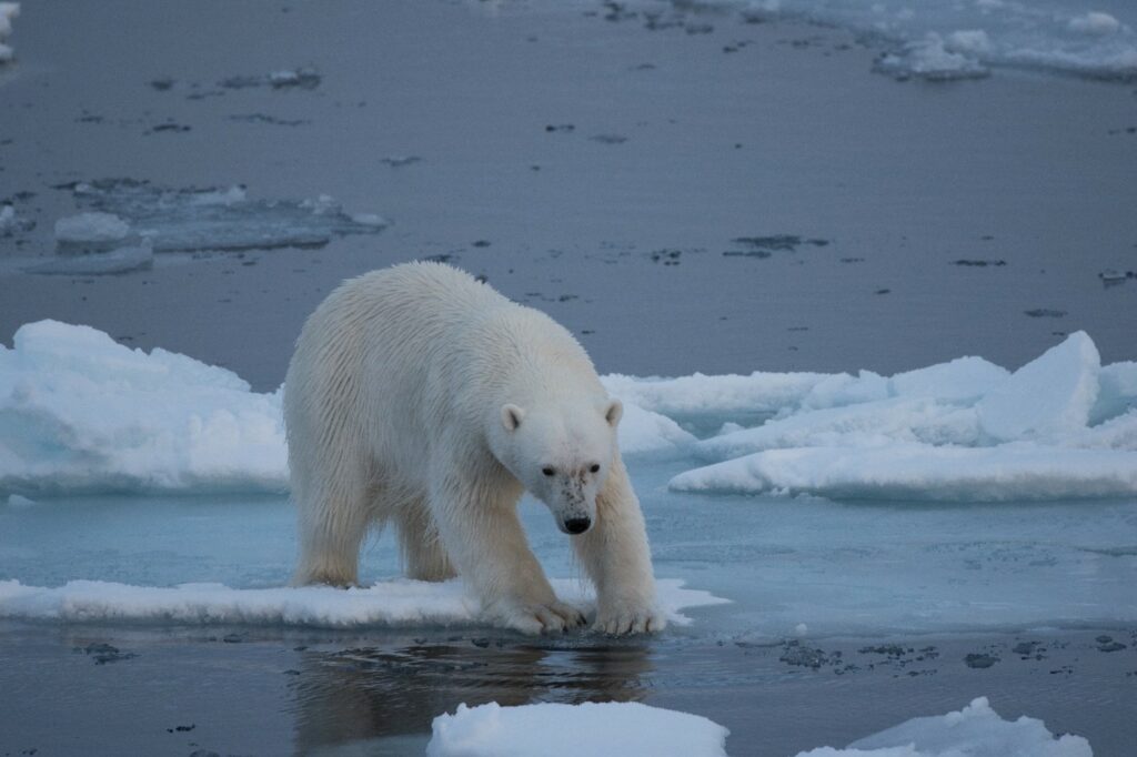 北极熊站在变薄的海冰上